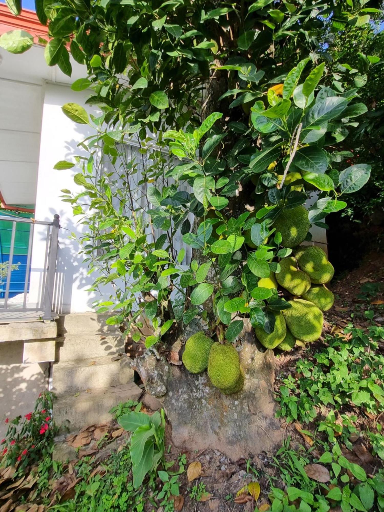 מלון קנדי Squirrel'S Nest מראה חיצוני תמונה